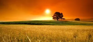 campo-aberto-sol-arvore